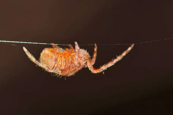 オーブウィーバークモは ヒューストン テキサス州のプレーンな茶色の自然の背景に対して分離された絹糸の単一のストランドに沿って明らかに逆さまに移動します — ストック写真