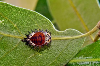 Bir uğur böceği pupa bir yaprak bağlı. Larva aşamasının dış iskeleti hala bağlı ve orta bölünür, pupa açığa.