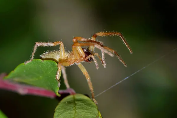 Žlutý Sac Pavouk Jemně Vytváří Prameny Pavučiny Umísťová Přední Větev — Stock fotografie
