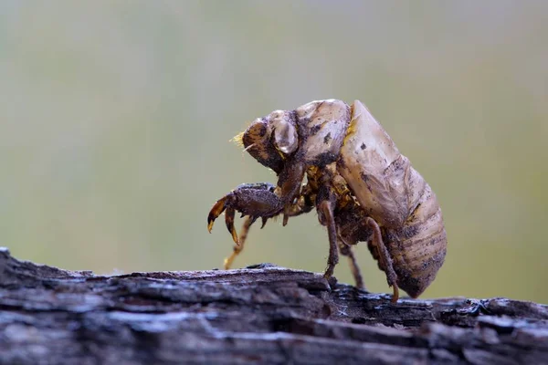 Uma Casca Cicada Vazia Ligada Casca Árvore Enfatizando Luz Várias — Fotografia de Stock