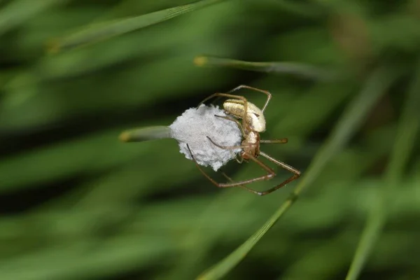 Araña Tejedora Orbe Mandíbulas Largas Que Tiende Saco Huevo Con — Foto de Stock