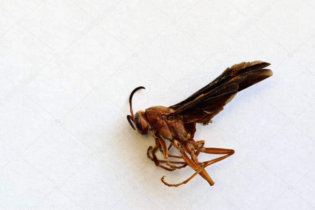 A dead Paper Wasp (Polistes fuscatus) in the lower right corner against a pure white background with copy space. Wasp has been killed with pesticide.