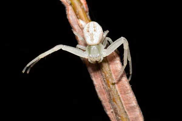 Λευκό Καβούρι Αράχνη Ένα Φυτό Στέλεχος Μπροστινά Πόδια Του Απλωμένα — Φωτογραφία Αρχείου