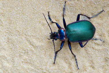 Orman Tırtıl Hunter yer böceği (Calosoma sycophanta) ince kum bir yama içinde. Bu böcekler Avrupa'ya özgüama Çingene Güvesi popülasyonlarını kontrol etmek için ABD'ye tanıtıldılar..
