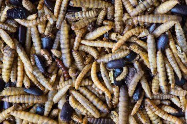 Kurutulmuş yemek solucanları ve küçük siyah böcekler makro lens ile görüldü. Bu evcil hayvan malzemeleri yabani kuşlar ve kirpi gibi bazı küçük egzotik evcil hayvanlar için lezzetli lokma vardır.