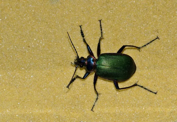 Лесной Гусеница Охотничий Жук Calosoma Sycophanta Светлом Цветном Песке Привлекательным — стоковое фото