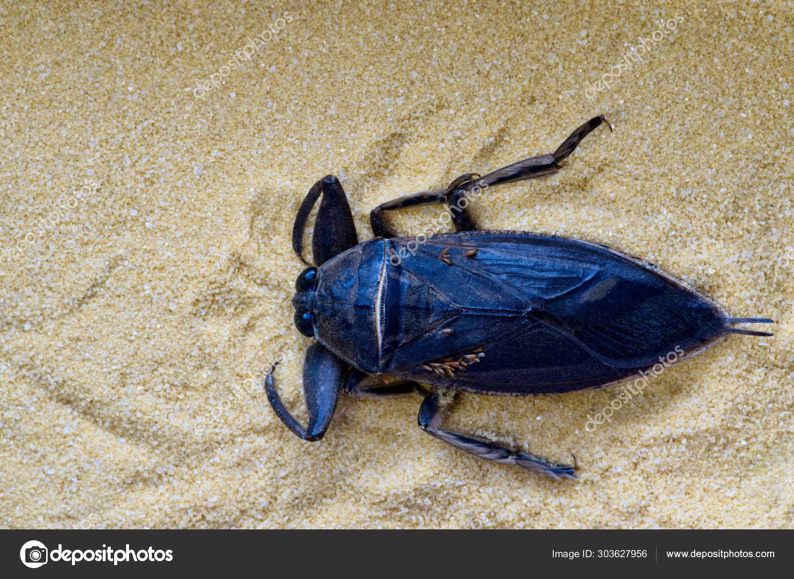 Giant Water Bug Plain Sand One Carrying Several Eggs Its Stock Photo by