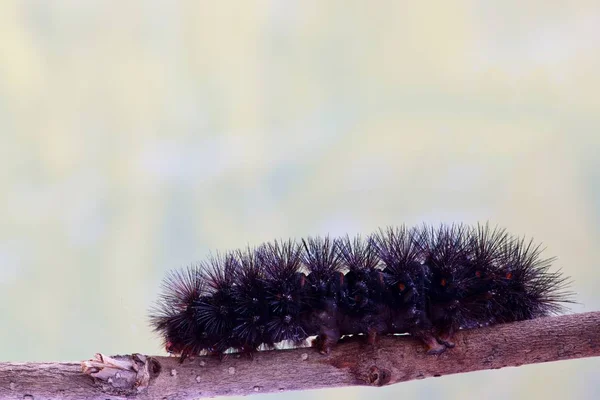 Giant Leopard Moth Caterpillar Hypercompe Scribonia Twig Bottom Frame Room — Stock Photo, Image