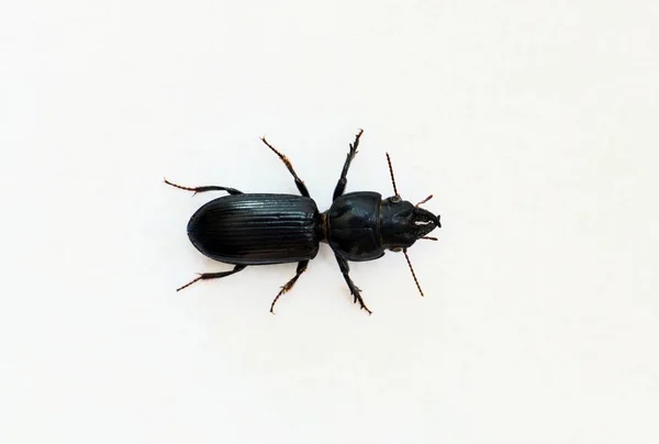Big Headed Ground Beetle Scarites Subterraneus Изолирован Белом Фоне Расположены — стоковое фото