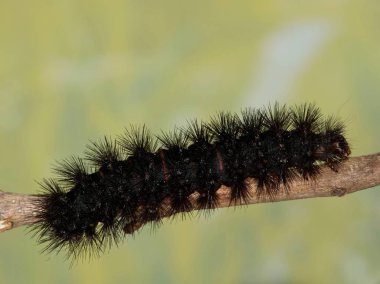Giant Leopard Moth caterpillar (Hypercompe scribonia) on a small branch photographed using a flash. They are a type of fuzzy Woolly Bear caterpillar species. This one was found in Houston, TX. clipart