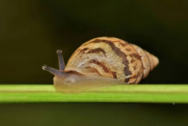 Rabdotus Land Snail Listrado Ativo Caule Planta Foto Tirada Noite — Fotografia de Stock