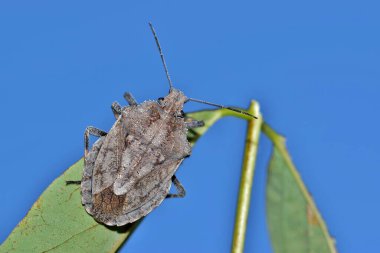 Stink Bug (Brochymena sulcata), Houston, TX 'te açık mavi gökyüzü arka planında bir yaprağın üzerinde sürünüyor..
