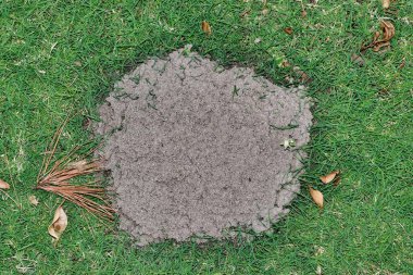 Fire ant mound on green lawn, overhead view in Houston, TX. Solenopsis invicta is an invasive species in the USA, known as the red imported fire ant and give a painful sting when bitten.