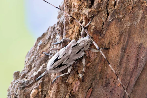 Escarabajo Barrenador Pino Menor Acanthocinus Nodosus Corteza Árbol Hembra Una —  Fotos de Stock