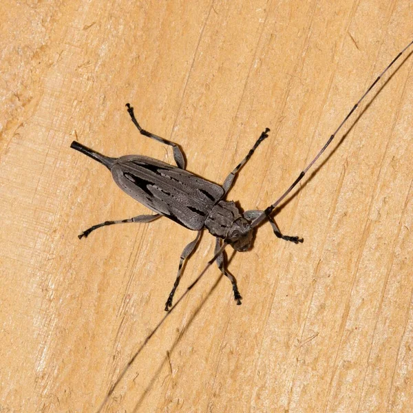 Escarabajo Barrenador Pino Menor Acanthocinus Nodosus Sobre Tabla Madera Hembra — Foto de Stock