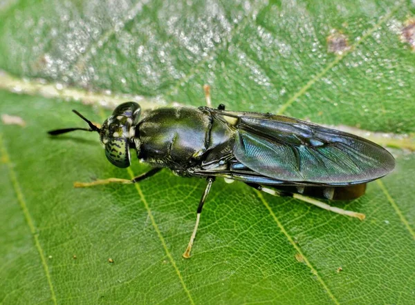 Vuelo Soldado Negro Descansando Sobre Una Hoja Verde Houston Especies — Foto de Stock