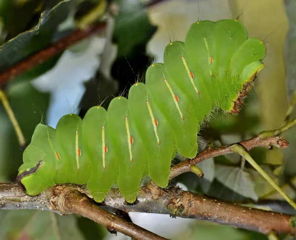 Poliphemus Caterpillar Houston Meşe Yapraklarıyla Beslenirken Arka Ayakları Üzerinde Yükselirler — Stok fotoğraf