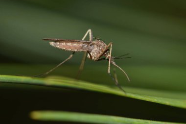 Houston, TX 'te gece saatlerinde yeşil bir yaprağın üzerinde dinlenen sivrisinek. Daha sıcak aylarda en üretkenleri onlardır ve Batı Nil virüsünü taşıyabilirler..