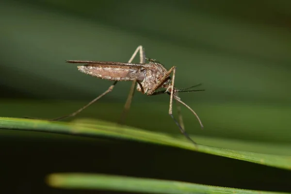 Mosquito Descansando Sobre Una Hoja Verde Durante Las Horas Nocturnas — Foto de Stock