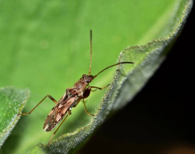 Gece bir ağaç yaprağı üzerinde toprak renkli tohum böceği (Özophora picturata). Orta, Güney Amerika ve ABD 'de bulunan bazı bölgelerde tohum tohumlama tesislerini döllüyorlar..