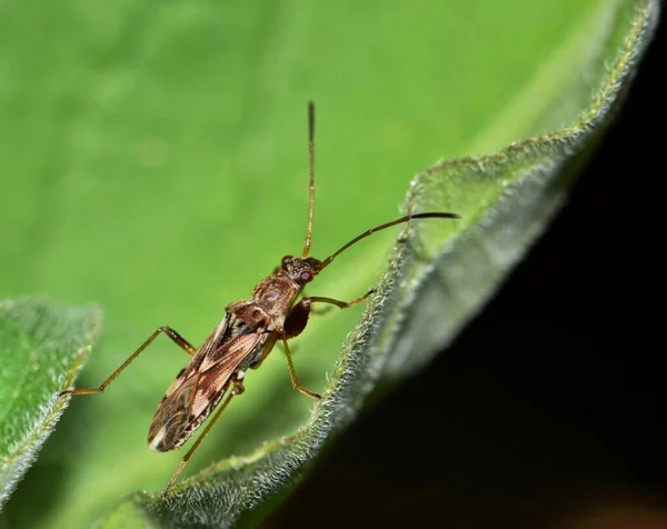 夜になると木の葉に汚れ色の種子虫 オゾフォラ写真 が付きます 彼らは種を蒔く植物を授粉します — ストック写真