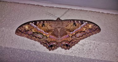 Siyah Cadı Güvesi (Ascalapha odorata) Houston, TX 'te gece bir duvara tünemektedir. Amerika 'nın en büyük güvesi..