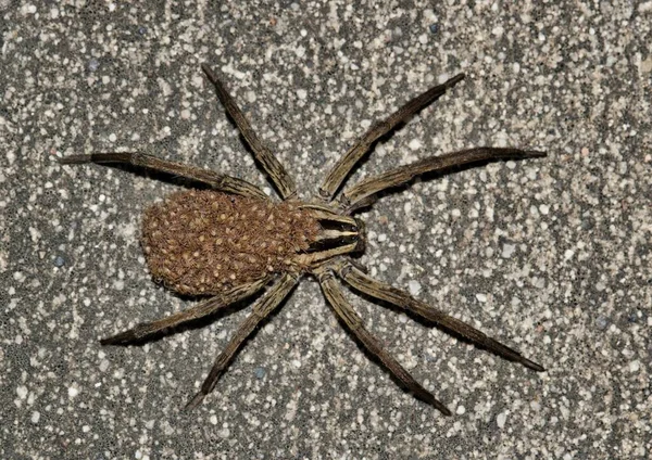 Vzteklý Vlčí Pavouk Rabidosa Rabida Samice Pavoučími Mláďaty Zádech Také — Stock fotografie