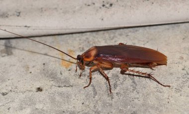 American Cockroach (Periplaneta americana) outside scavenging on a building exterior. These insects are common pests and are found in many buildings across America. clipart
