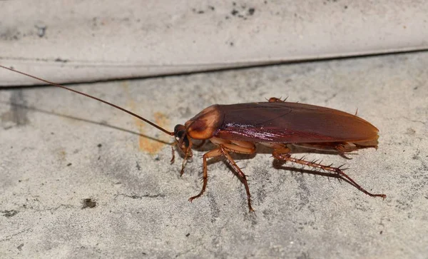 Barata Americana Periplaneta Americana Fora Vasculhando Exterior Edifício Estes Insetos — Fotografia de Stock