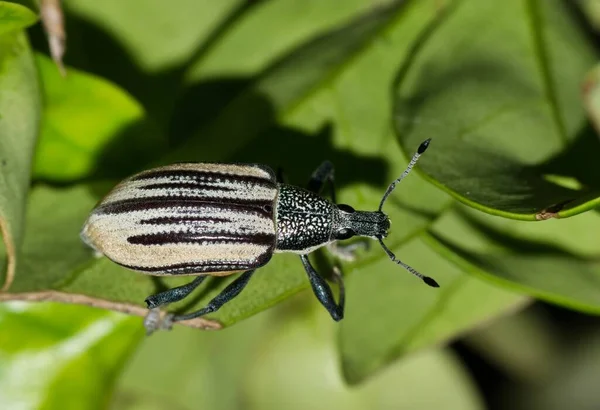 Diaprepes Root Weevil Rastejando Através Folhagem Exuberante Houston Inseto Destrutivo — Fotografia de Stock