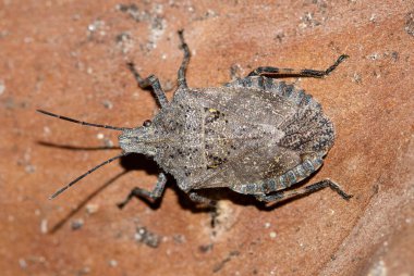 Rough Stink Bug (Brochymena) makrosu Houston 'da bir Crepe Myrtle ağaç dalında izole edilmiş..