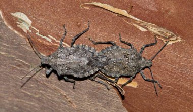 Houston 'da bir Crape Myrtle ağaç dalında izole edilmiş iki Rough Stink Bugs (Brochymena) çiftleşme, makro görüntü.