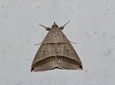 Black-tipped ptichodis moth (Ptichodis vinculum) isolated on a door exterior in Houston, TX USA. Erebidae family native species to the USA. clipart