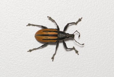 Diaprepes Root Weevil Diaprepes abbreviatus isolated on white background nature pest control agriculture.