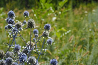 Menekşe çiçek parkta