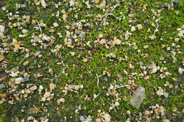 Ground covered with tiny green plants after a rain