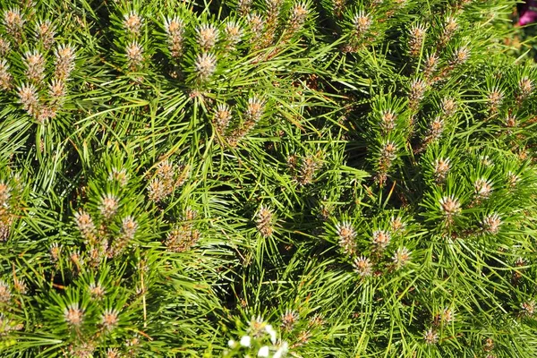 Leaves Closeup Green Background Stock Photo