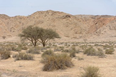 Bir Ras Al Khaimah Kuzey Emirliği, ortak, basit ama güzel görünümünü Jebal Jais, BAE 's en yüksek dağ yolu üzerinde. 