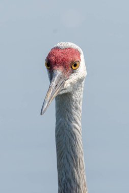 Sandhill Crane: 