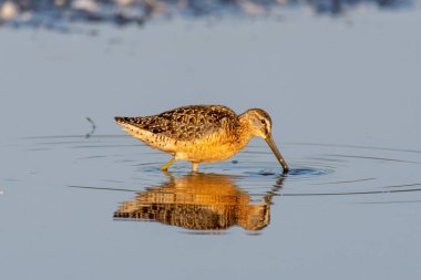 Uzun gagalı Dowitcher huzur içinde sakin sularda günbatımında duruyor.. 