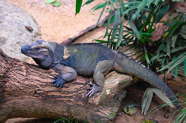 Uma Iguana Verde Iguana Iguana Senta Calmamente Uma Árvore Mostrando — Fotografia de Stock