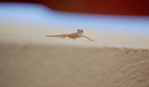 Geckos São Criaturas Incrivelmente Lisas Que Aderem Qualquer Coisa Escondem — Fotografia de Stock