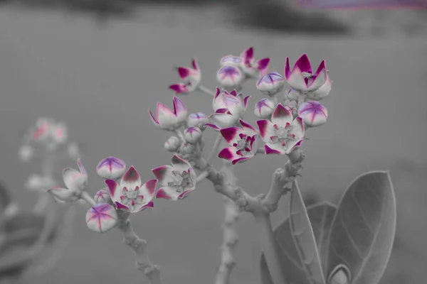 アメリカ アラブ首長国連邦の砂漠で白と黒の紫色の花 ソドムのリンゴの植物 — ストック写真