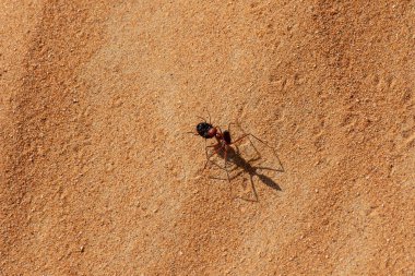 Sahara çöl karınca (Cataglyphis bicolor)
