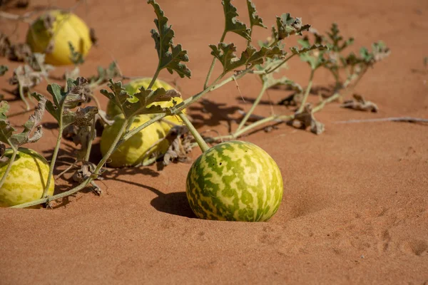 Desert Squash Citrullus Colocynthis Handhal — Stock Photo, Image