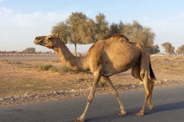 Camel Crossing Cuidado Com Camelos Soltos Perto Pista Corrida Camelo — Fotografia de Stock