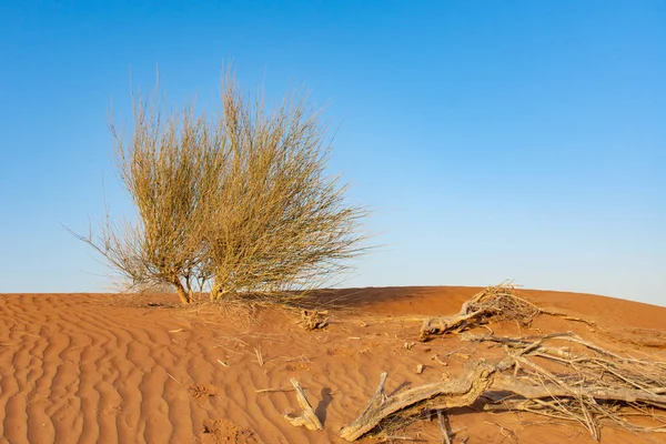 Plano Deserto Solitário Verde Fica Entre Paus Secos Areia Laranja — Fotografia de Stock