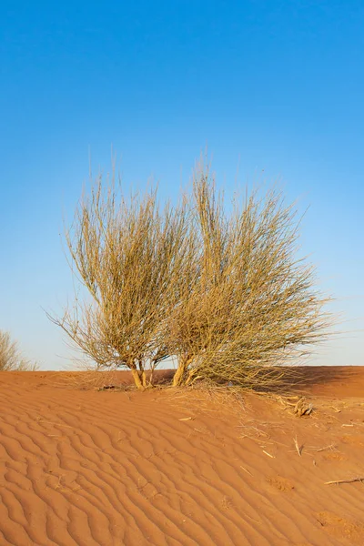 Plano Deserto Solitário Verde Fica Entre Paus Secos Areia Laranja — Fotografia de Stock