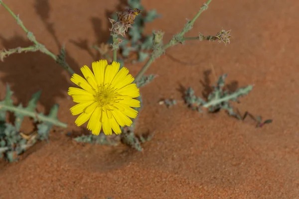 Желтый Пустынный Цветок Цветении Объединенных Арабских Эмиратах Песчаном Фоне Солнце — стоковое фото