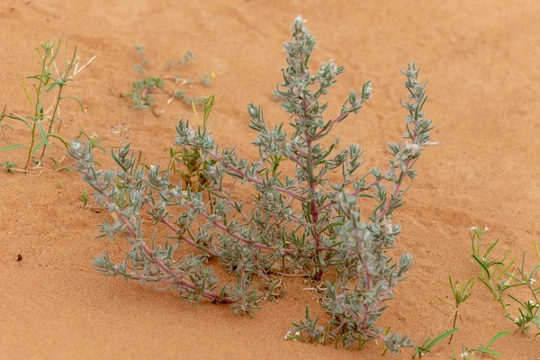 沙漠植物在橙色沙子在阿拉伯联合酋长国 — 图库照片